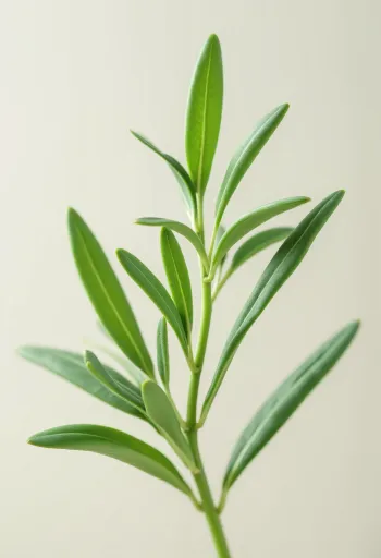 Mutfak tezgahında kurutulmuş ve öğütülmüş tarhun baharatı